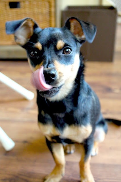 Peanut Butter and Oats Dog Bone Biscuits