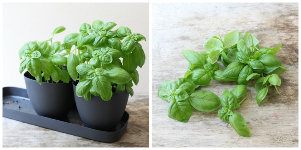 homegrown basil