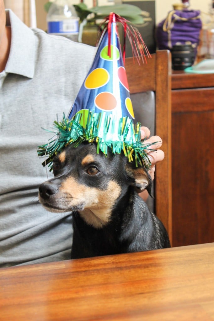 Charlie in a party hat