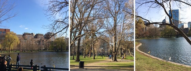 Boston Public Garden