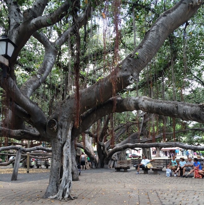 Banyan Tree // Front Street // Maui, Hawaii