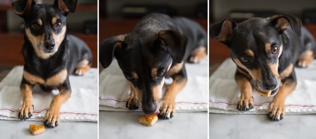 Homemade Sweet Potato Dog Treat Biscuits