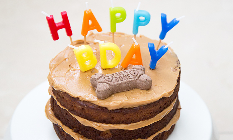 Apple peanut butter dog cake sale