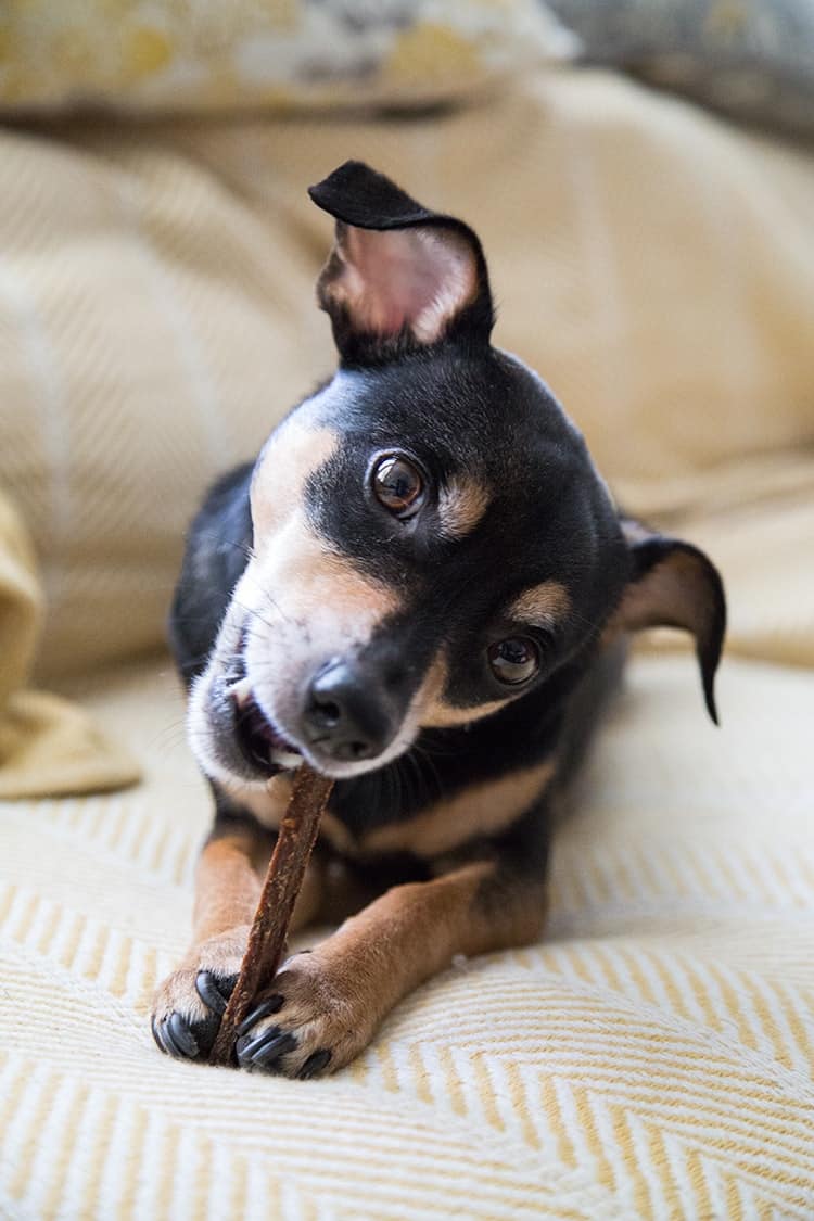 Blueberry Oatmeal Dog Treats